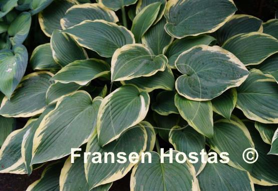 Hosta Fringe Benefit